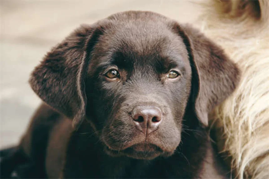 愛犬の満腹感を保つ5つの科学的テクニック