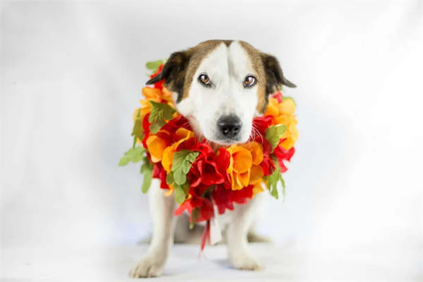 愛犬の満腹感を保つ5つの科学的テクニック
