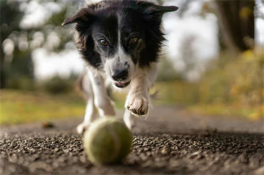 犬の糖尿病を飼い主が知っておくべき費用と管理の真実