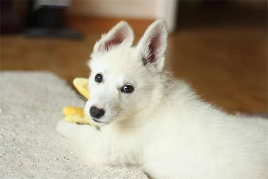 犬の糖尿病を飼い主が知っておくべき費用と管理の真実