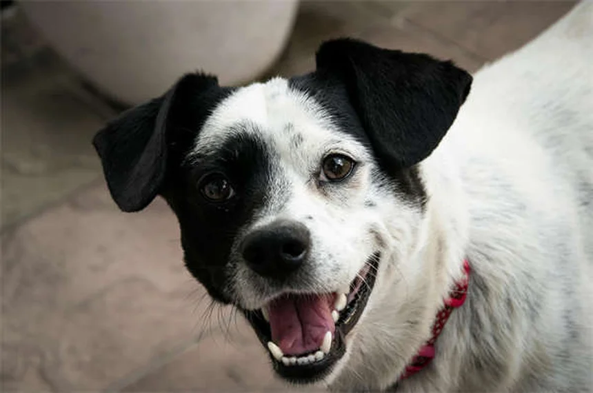 ハリケーン対策！愛犬を守るための5つの準備と避難のコツ