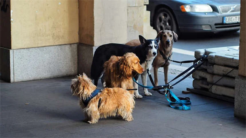 ハリケーン対策！愛犬を守るための5つの準備と避難のコツ