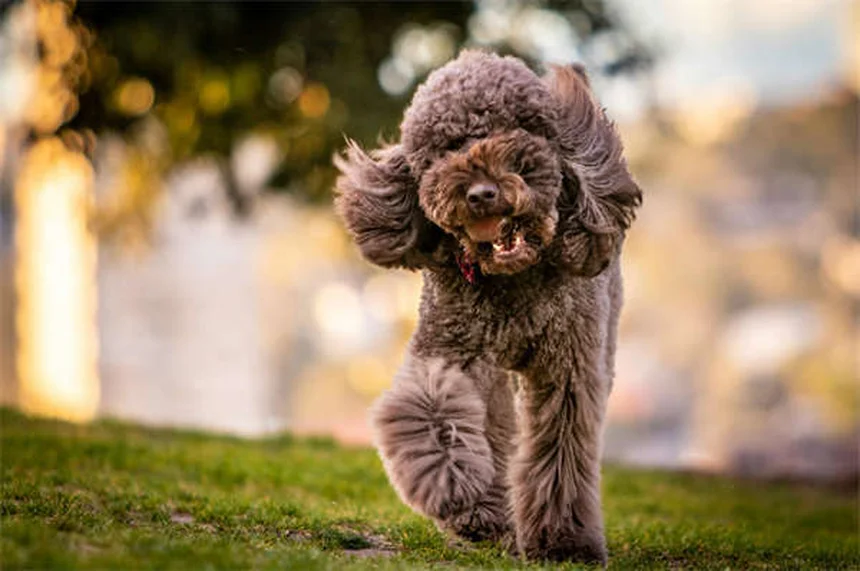 ハリケーン対策！愛犬を守るための5つの準備と避難のコツ