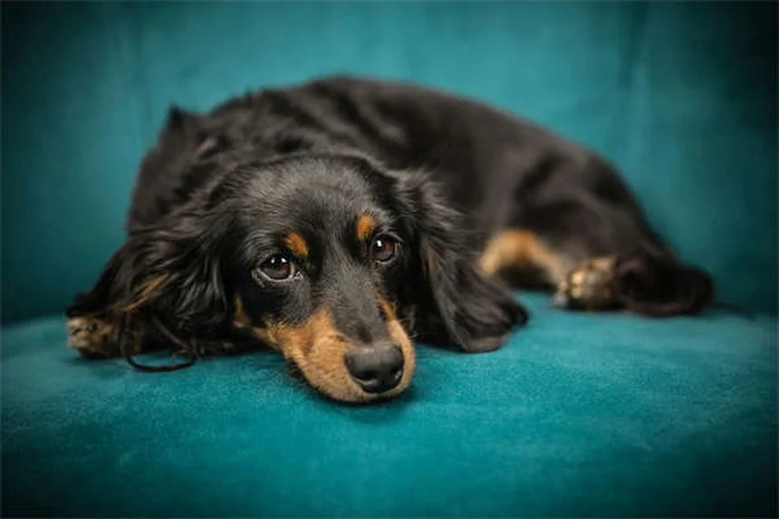 犬の涙目の解消法！獣医師が教える原因別の治療法と毎日のケア