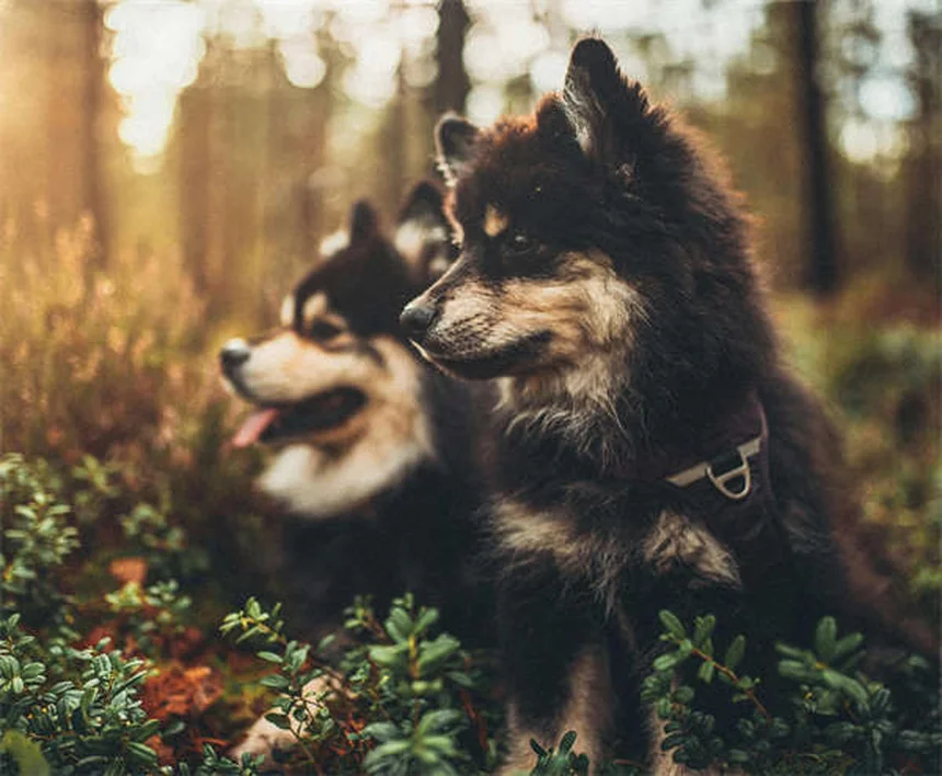 犬の体重増加に最適なドッグフード5選！安全な選び方のコツ