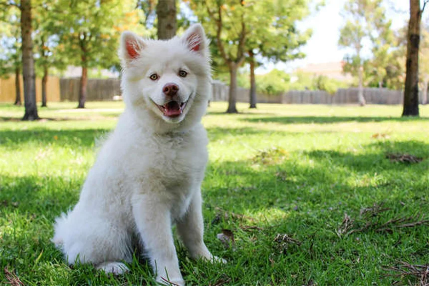 犬の歯茎が赤い！原因と症状、今すぐできる対処法を獣医師が徹底解説
