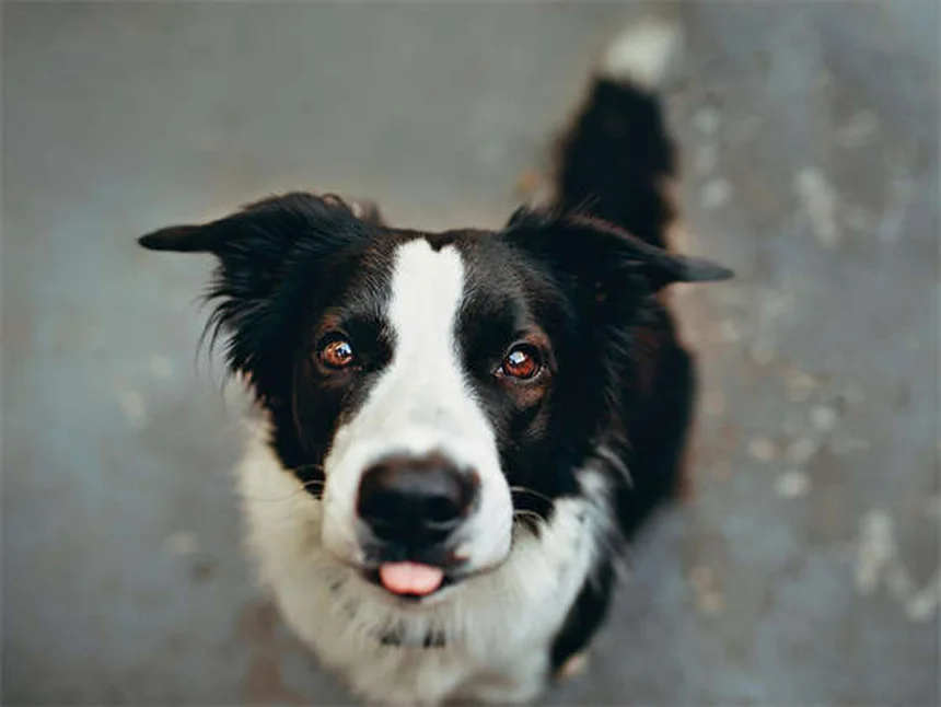 犬の歯茎が赤い！原因と症状、今すぐできる対処法を獣医師が徹底解説