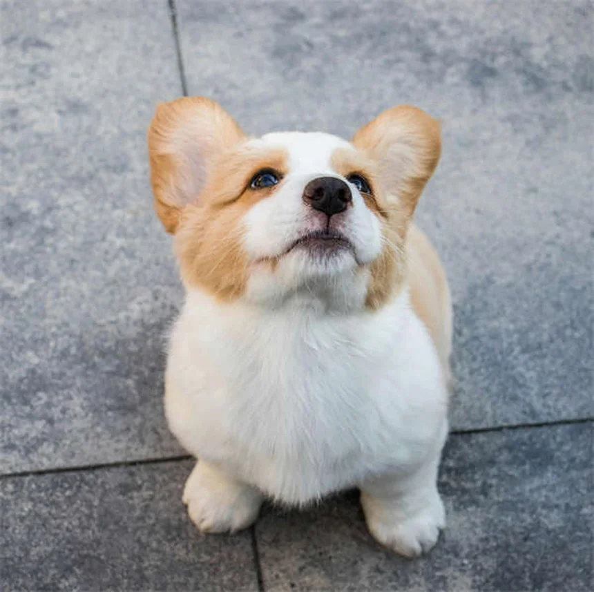 【専門家解説】犬が足の上に座る5つの理由と注意サイン