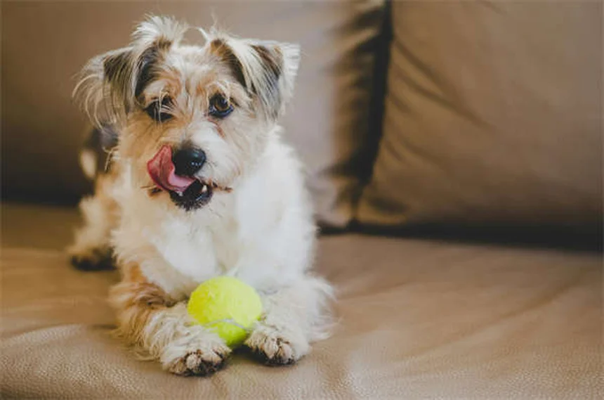 愛犬にPepto-Bismolは安全？危険性と正しい使い方