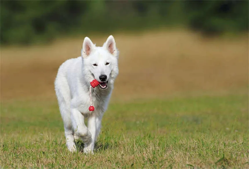 犬の異食症【完全版】原因と治療法を獣医が解説