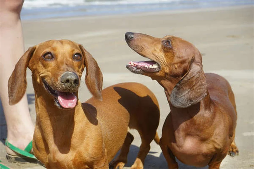 子犬の不安、原因と症状を知ってもう怖がらせない4つの方法