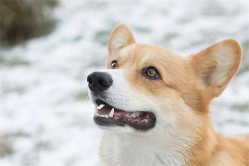 知っておくべき！馬のじんましんの原因・症状・治療