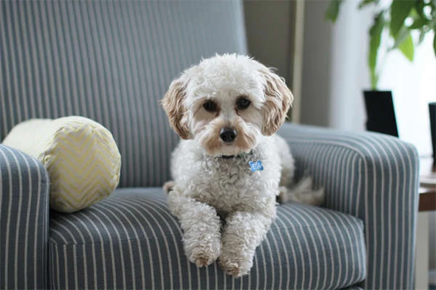 パソフィーノの魅力と飼い方、初心者でも知っておきたい5つの秘訣