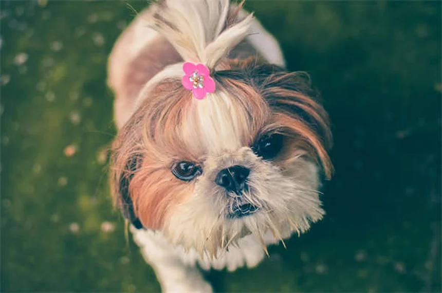 Leflunomide：犬と猫で効果が違う？獣医師が解説する使い方と注意点