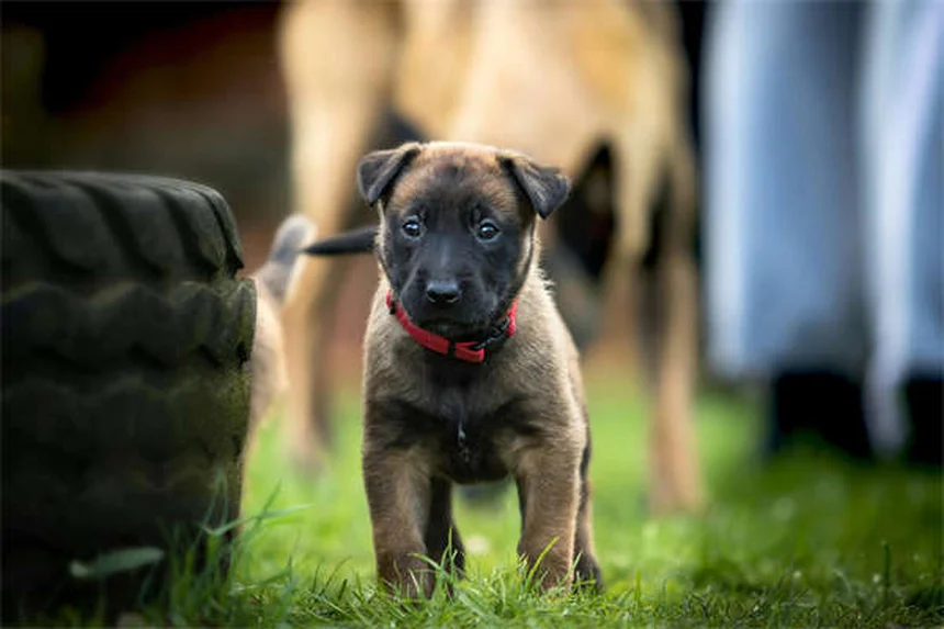 Leflunomide：犬と猫で効果が違う？獣医師が解説する使い方と注意点