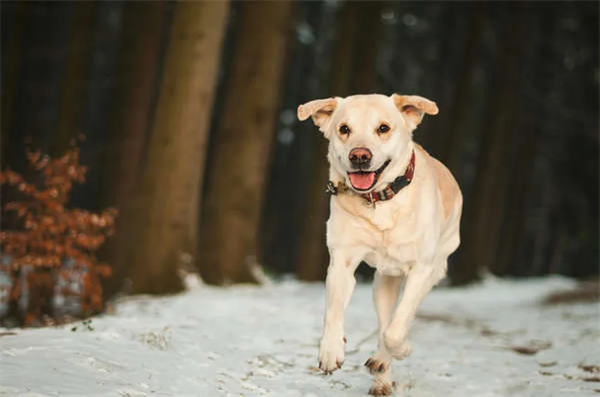 Leflunomide：犬と猫で効果が違う？獣医師が解説する使い方と注意点