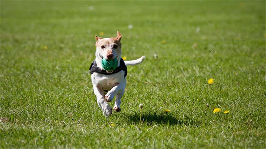 犬を落ち着かせる音楽とは？研究が証明した効果とおすすめジャンル