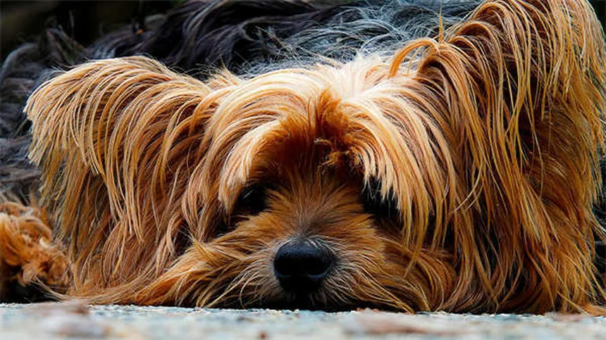 犬の去勢・避妊手術後の回復に必要な6つのアイテムとケアのコツ