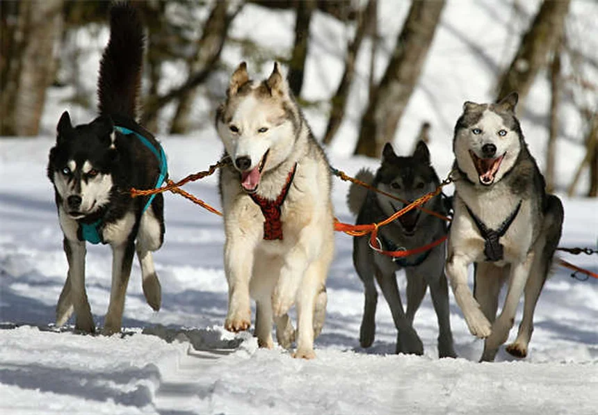 馬の結膜炎、すぐに獣医に相談すべき理由と症状