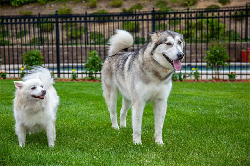 犬の趾間皮膚炎の症状と原因｜獣医師が教える治療法と自宅ケア