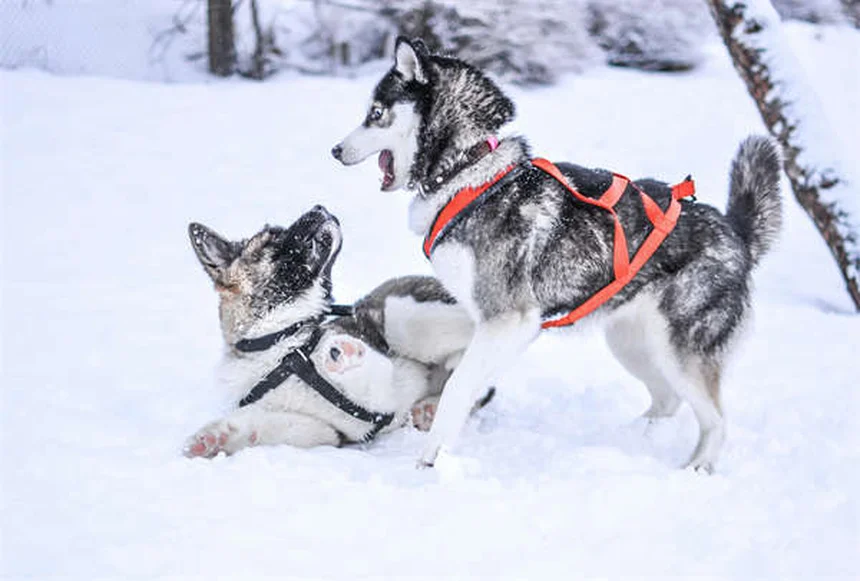犬の趾間皮膚炎の症状と原因｜獣医師が教える治療法と自宅ケア