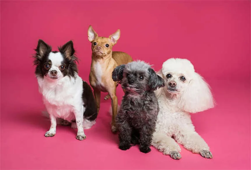 犬の肥満細胞腫にToceranib（パラディア®）が効く？驚きの真実と副作用対策