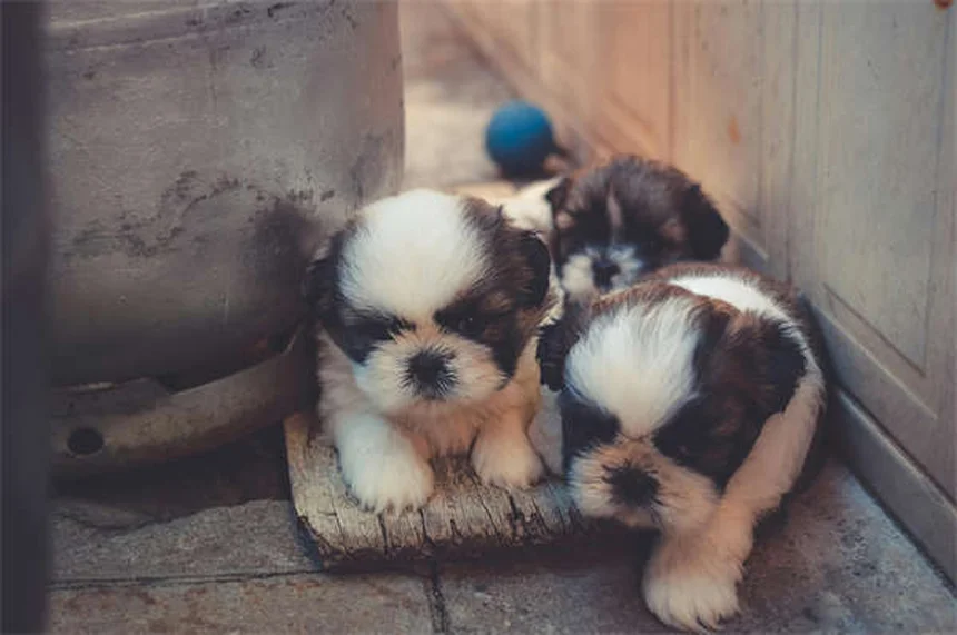 パソフィーノの魅力と飼い方、初心者でも知っておきたい5つの秘訣