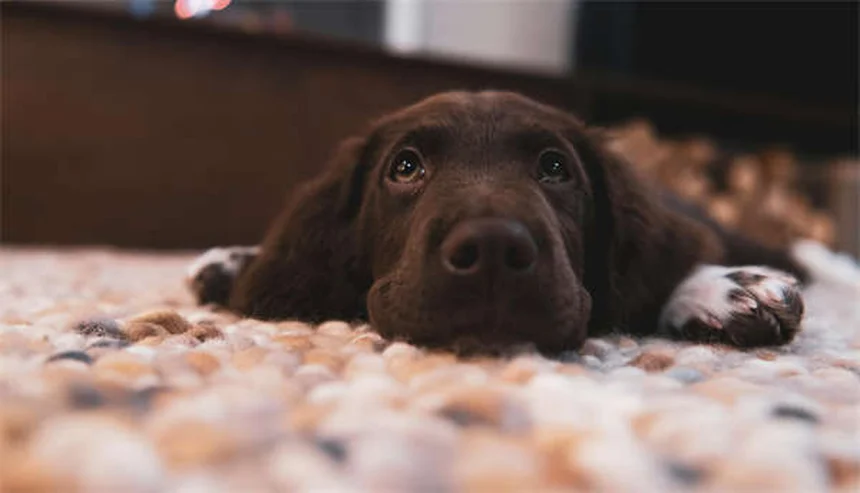 軍用犬のPTSD 日本でも知られざる症状と治療法